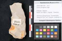 Foto (Objekt + Etikett) von Laurus primigenia Unger (NHMW-GEO-2024-0188-7938)